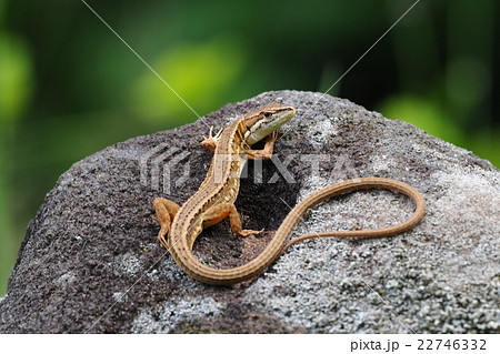 ニホンカナヘビ ニホンカナヘビ 22746332