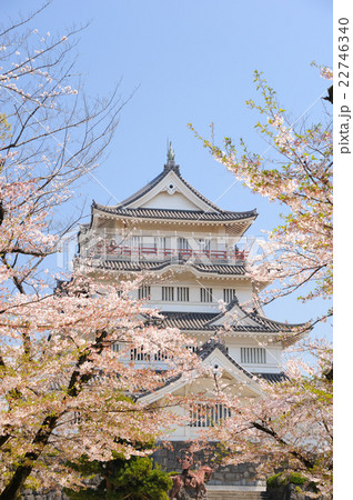 千葉城 桜の写真素材