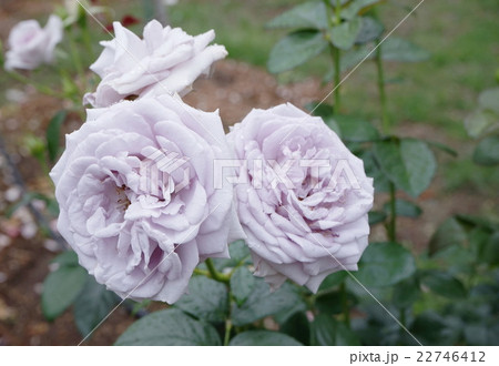 薔薇 淡紫色 薔薇 淡紫色 22746412