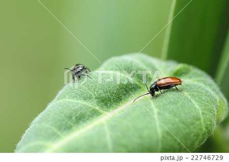 生き物　昆虫　チャバネツヤハムシ、五月下旬ガガイモの葉の上に群れていました 22746729