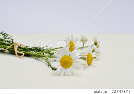 カモミールの花  22747375