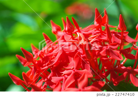 ベニテマリ 22747410