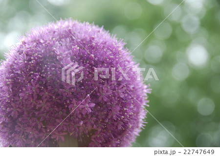 アリウムギガンジュームの花の写真素材