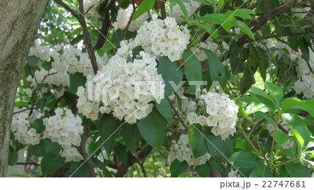 カルミア カルミア 22747681