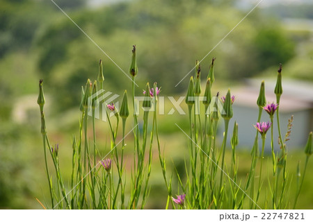 バラモンジン 22747821