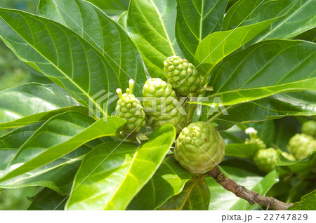 ヤエヤマアオキ（ノニ）の果実 22747829