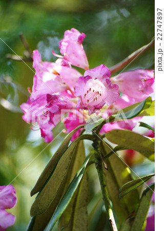 天城シャクナゲ 22747897