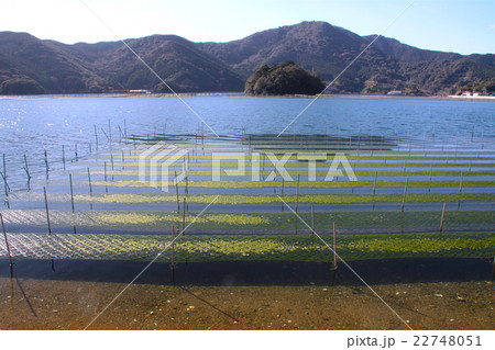 伊勢志摩、南伊勢、五ヶ所湾のアオサ養殖 22748051