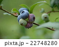 ブルーベリー 22748280