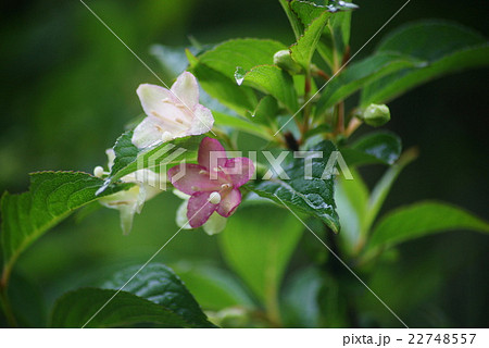 ウツギの花 22748557