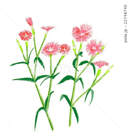 なでしこ 22748740