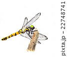 とんぼ 22748741