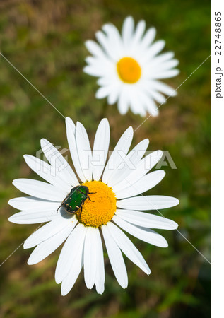 フランスギクとハナムグリ 22748865