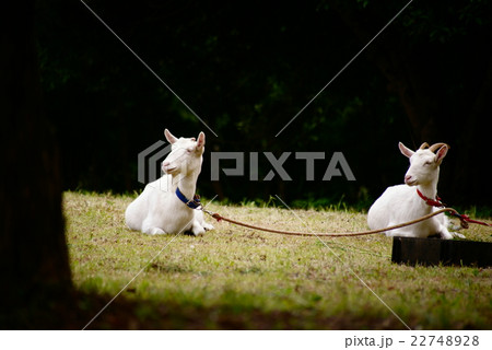 たたずむヤギ 22748928