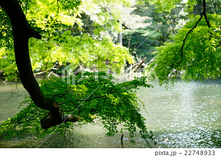 シラヌタの池 シラヌタの池 22748933