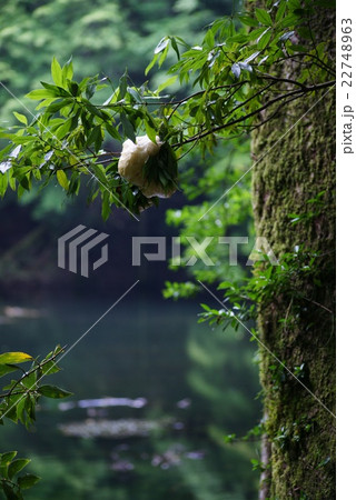 モリアオガエル の卵塊 22748963