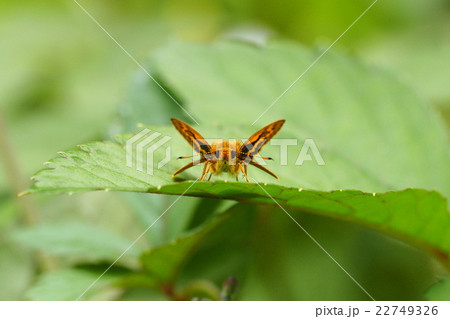 キマダラセセリ キマダラセセリ 22749326