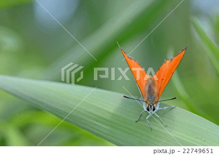 Common Blue butterfly on a yellow flower Common Blue butterfly on a yellow flower 22749651