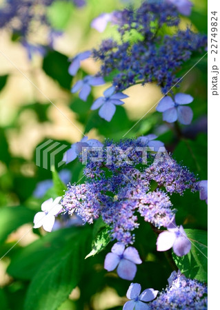 六月の紫陽花｢黒姫｣ 22749824