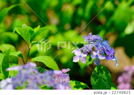 六月の紫陽花「黒姫」 六月の紫陽花「黒姫」 22749825