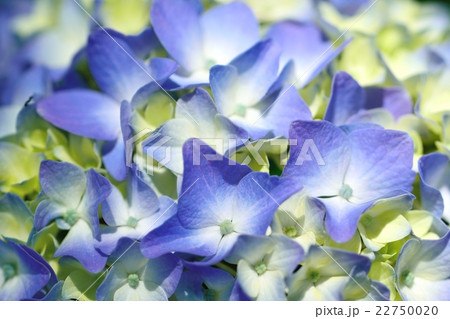 初夏の紫陽花「雅」の写真素材 [22750020] - PIXTA