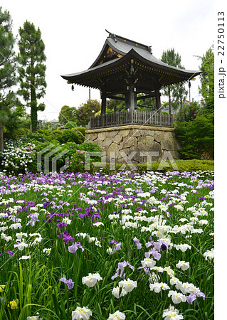 花菖蒲 22750113