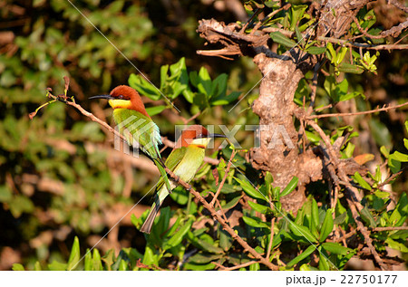 鮮やかな色をまとったチャガシラ・ハチクイ 鮮やかな色をまとったチャガシラ・ハチクイ 22750177