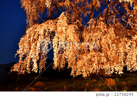 一本桜の夜桜 一本桜の夜桜 22750245