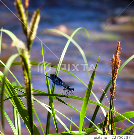 Blue dragonfly sits on a grass 22750287