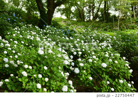 正覚寺の紫陽花 22750447
