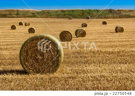 Straw bales on farmland 22750548