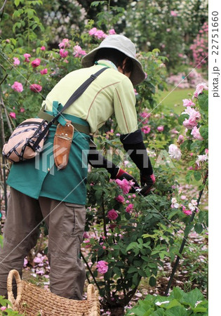 花がら摘み 22751660