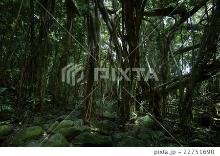 屋久島 猿川ガジュマル 屋久島 猿川ガジュマル 22751690
