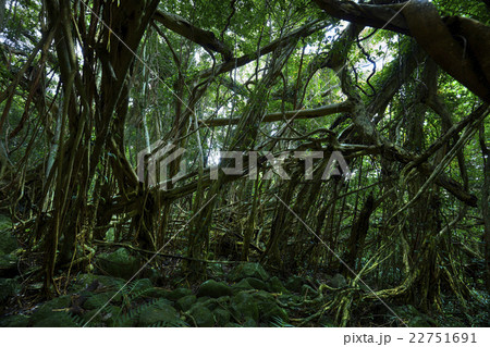 屋久島　猿川ガジュマル 22751691
