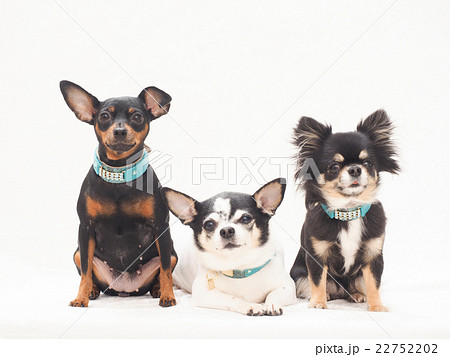 カメラ目線で笑う3匹の犬の写真素材 [22752202] - PIXTA