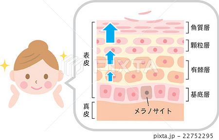 ターンオーバー　肌 22752295