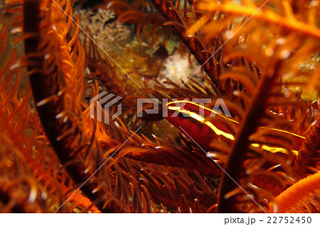 ウミシダウバウオ 22752450