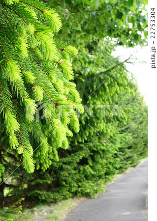 新緑のエゾマツ 新緑のエゾマツ 22753304
