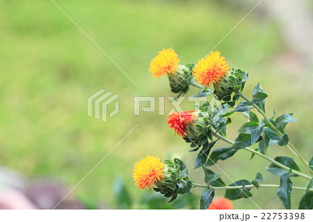 ベニバナの花 22753398