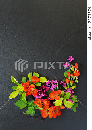 Flowers on the black background 22753744