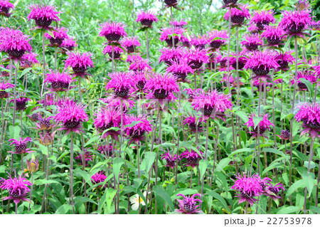 ベルガモット ベルガモット 22753978