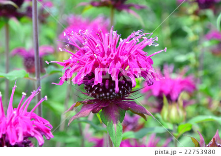 ベルガモット 22753980