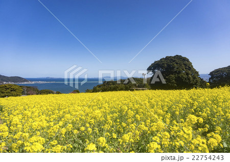 能古島の菜の花畑の写真素材