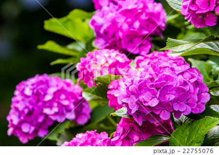 紫陽花 紫陽花 22755076