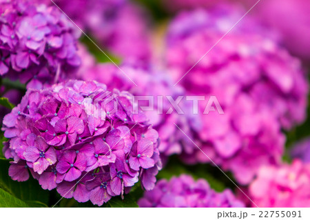 紫陽花 紫陽花 22755091