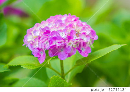 紫陽花 紫陽花 22755124