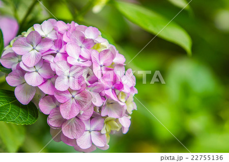 紫陽花 紫陽花 22755136