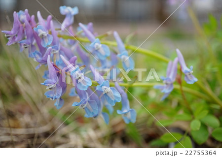 エゾエンゴサク 22755364