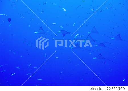 eagle ray manta while diving in Maldives eagle ray manta while diving in Maldives 22755560