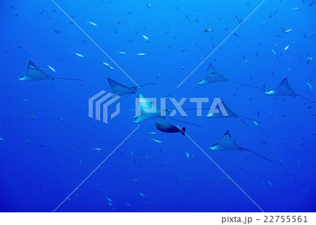 eagle ray manta while diving in Maldives eagle ray manta while diving in Maldives 22755561